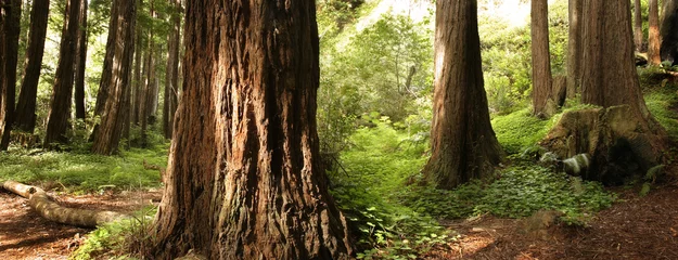 Schilderijen op glas Panoramic scene of a redwood forest © db