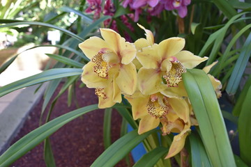 Yellow Orchid