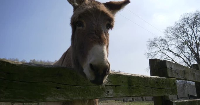 A donkey looking over a fence
