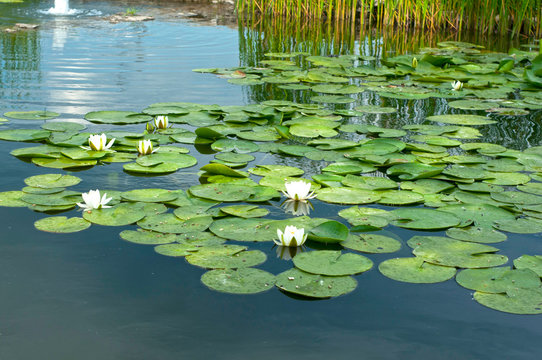  Beautiful White Water Lily Nymphaeaceae Blooming On The Water In A Park