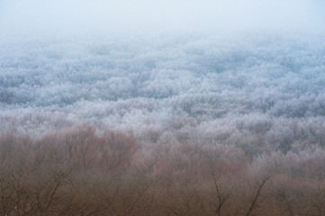Hallasan mountain at Jeju island Korea in winter