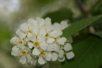 Flowers of bird cherry 