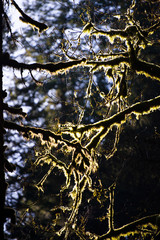Moss on the branches of trees in sunlight