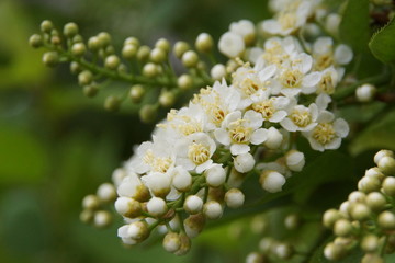 Flowers of bird cherry 