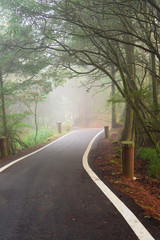 Nature background in Alishan National Park, Taiwan on a wet and foggy morning