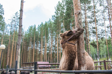 Brown camel with a thick coat