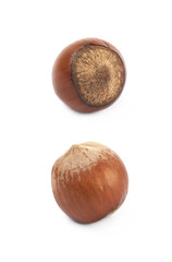 Single hazelnut isolated