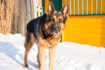 Dog german shepherd in a village in a winter