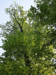 linden tree in park