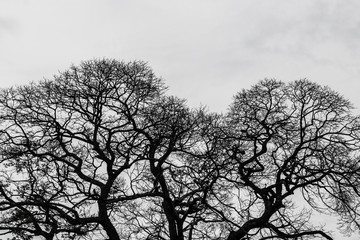 Tree branches silhouette on sky background