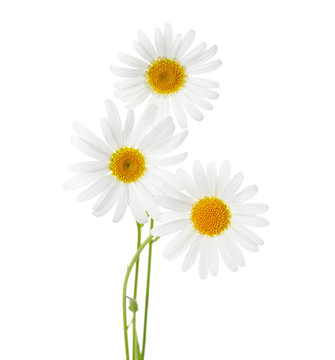 Three flowers of Chamomiles  ( Ox-Eye Daisy ) isolated on a white background