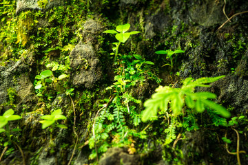 Fototapeta premium Little green leaves plant on big stone