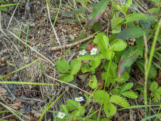 wild strawberry flowers