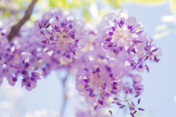 Obraz premium 藤の花