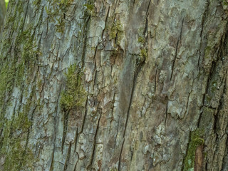 tree bark texture closeup