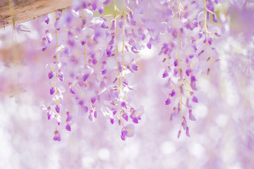 藤の花