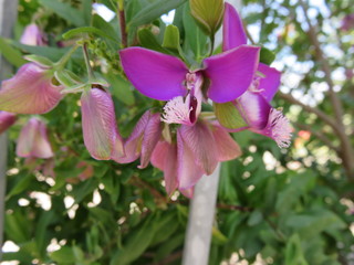 Polygala Myrtifolia 