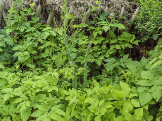 old forgotten garden with fence