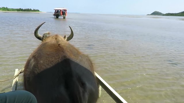 由布島　水牛車