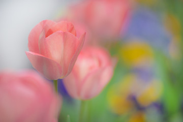 チューリップ畑