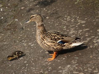 female duck Anas platyrhynchos