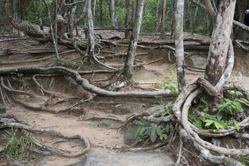 Fototapeta premium My Cambodia