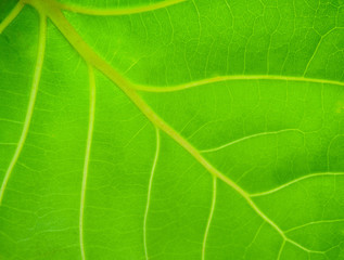 green leaf texture background