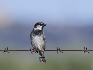 Spanish sparrow (Passer hispaniolensis) on barbed wire
