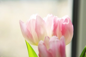 tulip