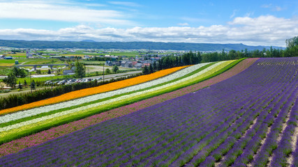 lavender and another flower field in hokkaido , nature background