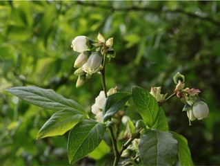 highbush blueberry shrub with small,white flowers
