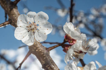 Apricot tree in blossom. Bright spring sky on the background.
