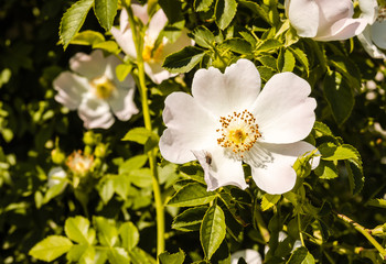 Wild white rose flower - Brier