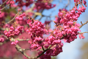 Beautiful Cherry Blossom on sunshine day in Alishan National Park, Taiwan.