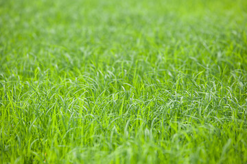 Meadow with green