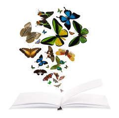 Naklejka premium open blank book and flying butterflies on white