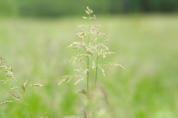 Summer grass meadow motion blur of pleasant wind with bright sunlight