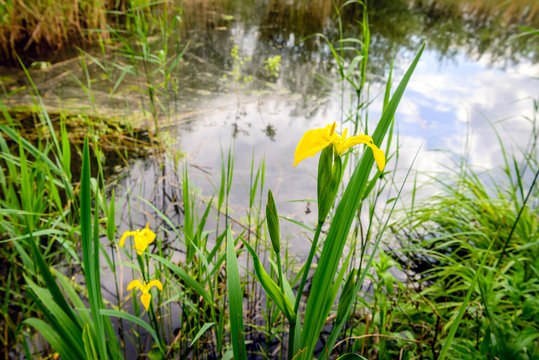 Budding and flowering yellow iris blooms at the bank of natural pond