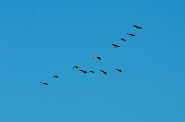 A flock of sandhill cranes migrating over Potato Creek State Park in North Liberty, Indiana