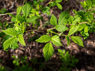 Branch of raspberry with green leaves close-up in spring
