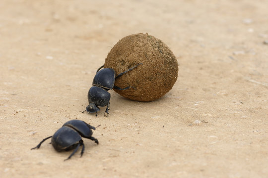 Flightless Dung Beetle, Addo Elephant National Park