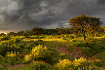 Namibian grassland in the late afternoon light