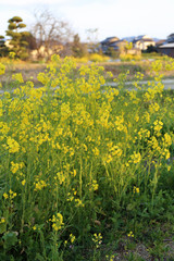 Obraz premium 菜の花