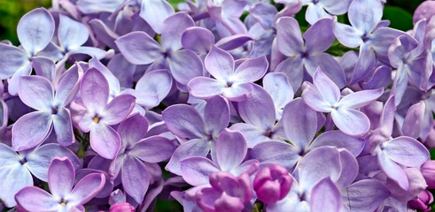 Lilacs close