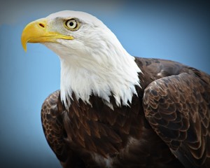 bald eagle