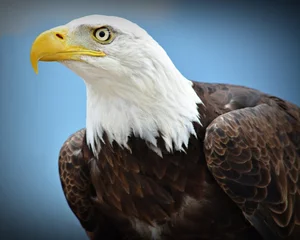 Foto op Plexiglas bald eagle © Thomas
