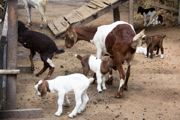 The goats farm