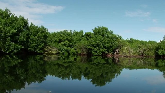View of the lagoon with mangrove trees at Laguna de la Restinga, Margarita Island, Venezuela