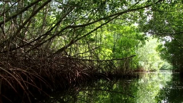 Mangrove trees in the channel at Laguna de la Restinga, Venezuela. Taken from small boat