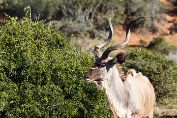 Male Kudu walking towards the bushes